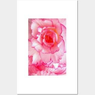 Pink and White Rose Posters and Art